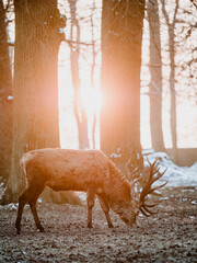 epic shot of deer with great antlers in winter woods with snow and backlight during golden hour