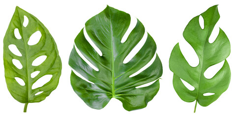 Set of isolated leaves of three types of Monstera. 	