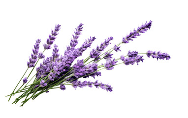 Lavender Flowers in Bloom on isolated background - obrazy, fototapety, plakaty