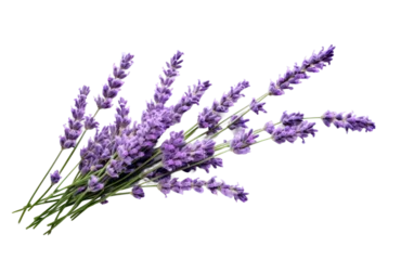 Foto auf Glas Lavender Flowers in Bloom on isolated background ©  Creative_studio