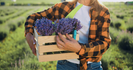 Close up. Farmer woman wearing a shirt holding wooden box with fresh lavender flower herbs on green plantation in sunlight. Small family business concept.