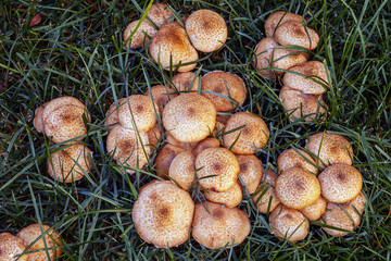 Mushrooms in a natural habitat. Fresh boletus mushrooms on vibrant green grass. Autumn forest delicacy.