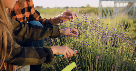 Close up of woman hands cutting lavender flowers at the sunny summer garden. Female farmer gently...