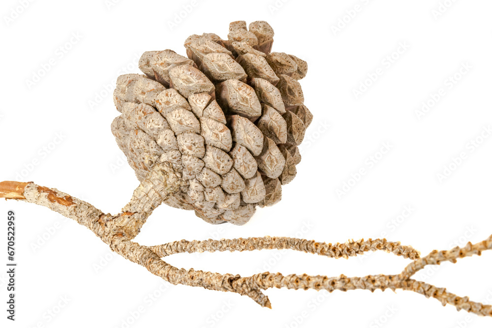 Wall mural A conifer cone or pinecone or strobilus, strobili. Seed-bearing organ on gymnosperm plants. Isolated on white background close up side view with details on the scales and bracts and wooden tree branch