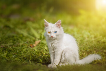 Naklejka na ściany i meble Little white kitten of british cat sitting on the grass