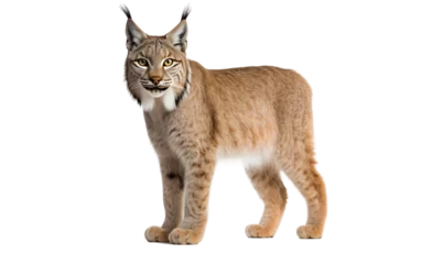 Papier Peint photo Lavable Lynx Lynx Cat Wild Feline Transparent PNG