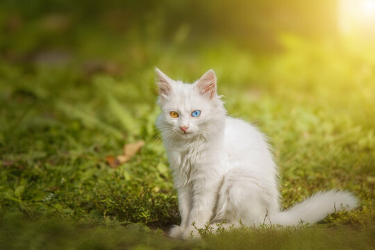 Little white kitten of british cat sitting on the grass