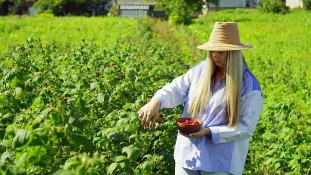 An Caucasian woman picks ripe raspberries from her own garden. Vitamin supplement to meals. High quality 4k footage