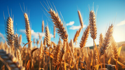 Fototapeta premium golden wheat field