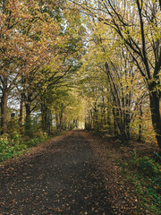 Fototapeta na wymiar autumn, forest, path, country, fall, leaves, season, 