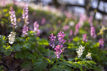 Hollow smokestack (Corydalis cava), spring forest, Southern Moravia, Czech Republic