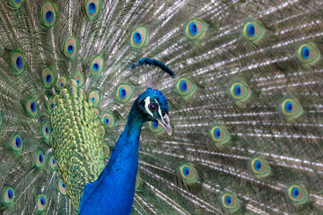 Naklejka premium Closeup Image of a peacock dancing with its open feathers