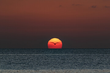 Pássaro em frente ao sol