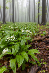 bears garlic, spring beech forest in White Carpathians, Southern Moravia, Czech Republic
