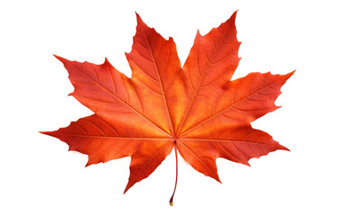 Maple Tree Leaves Seasonal Beauty Transparent PNG