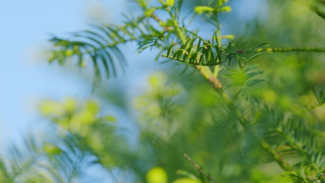 Taxus Baccata Spring Garden As Natural Background. Bright Green Foliage With Yellow Stripes. Rack focus.
