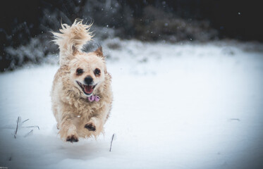 A dog in the snow
