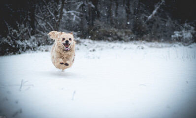 dog in snow 2