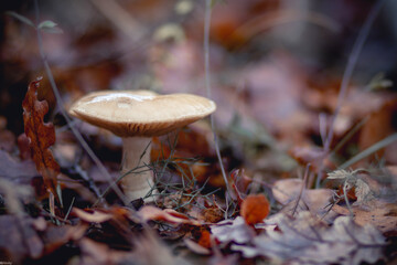 mushrooms in the forest