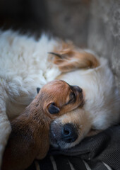 dog sleeping on the bed