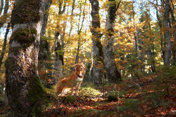 Dog in Forest, Nova Scotia Duck Tolling Retriever stands near fallen autumn leaves. backdrop with scattered trees and a sense of exploration