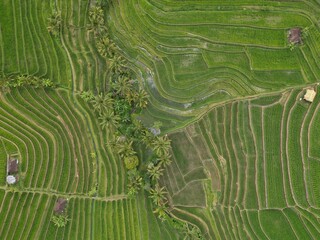 Aerial view of Jatiluwih Rice Fields in golden sunset light
Bali, Indonesia.
Vibrant green natural...