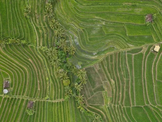 Fotobehang Aerial view of Jatiluwih Rice Fields in golden sunset light Bali, Indonesia. Vibrant green natural color of terraces. © Kate Ra