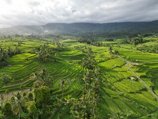 Aerial view of Jatiluwih Rice Fields in golden sunset light
Bali, Indonesia.
Vibrant green natural color of terraces.