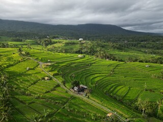 Aerial view of Jatiluwih Rice Fields in golden sunset light
Bali, Indonesia.
Vibrant green natural color of terraces.