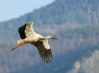 White stork (ciconia ciconia), early spring near Hunawihr, Alsace, France