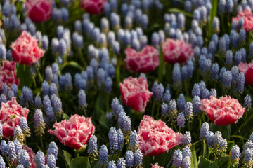 Keukenhof flower garden - largest tulip park in world, Lisse, Netherlands