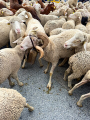 "Fiesta de la Trashumancia" Madrid, sheep and goat on ancient herding route
