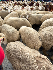"Fiesta de la Trashumancia" Madrid, sheep and goat on ancient herding route