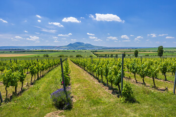 Fototapeta na wymiar Vineyards under Palava near Sonberk, Southern Moravia, Czech Republic