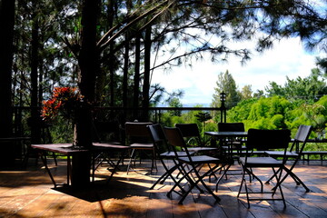 a garden in a pine forest with chairs for sipping coffee.