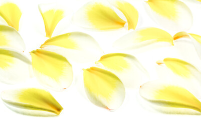 Pétales jaunes de frangipanier 
