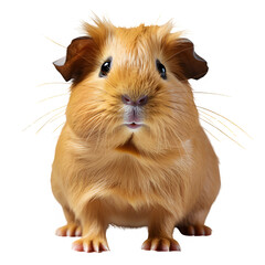 Fototapeta premium portrait of guinea pig standing isolated on transparent background ,generative ai