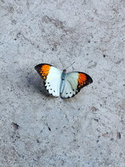 butterfly on a floor