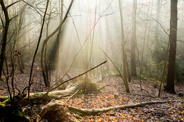 Rays of sunlight shining down between trees in a misty autumn woodland.