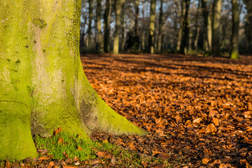 Firmly rooted tree In woodland surrounded by fallen Autumn leaves.