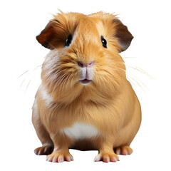 Fototapeta premium portrait of guinea pig standing isolated on transparent background ,generative ai