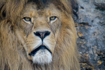 rare Berber lion disgusted with a rainy day