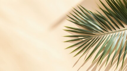 Top view of green tropical leaf shadow on sand color background. Flat lay. Minimal summer concept with palm tree leaf. Creative copyspace.
