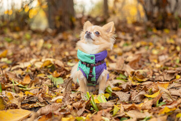 White purebred chihuahua dog on a walk in overalls on autumn day