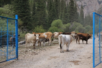 Cows standing on the road in Kyrgyzstan, Central Asia