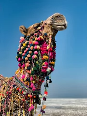 Fototapeten Close-up of a decorated camel in the Rann of Kutch, Gujarat © Mudassar
