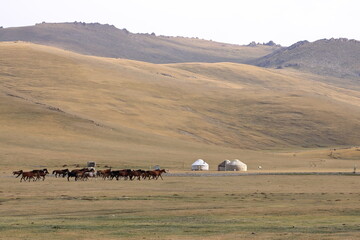 Horses, Song Kol Lake, Naryn province, Kyrgyzstan, Central Asia