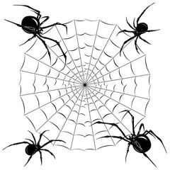 Fototapeta premium spider on web