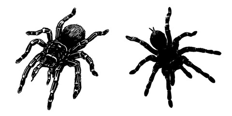 silhouette of a tarantula