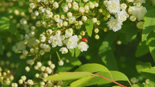 Flowering Plant With Pompom Like Clusters Of Snow White Blossoms. Spirea White Flowers. Still.